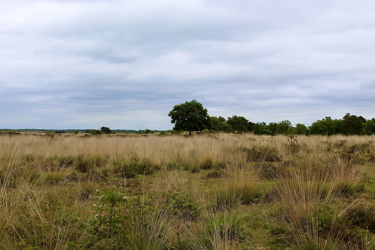 Nationaal Park De Groote Peel